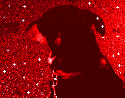 GTL_Dog2