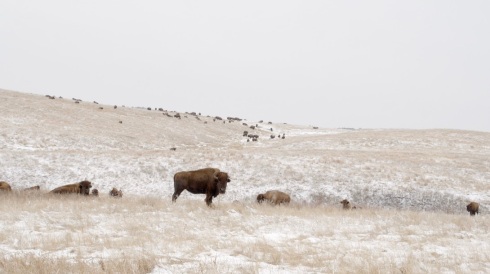 buffalo_herd
